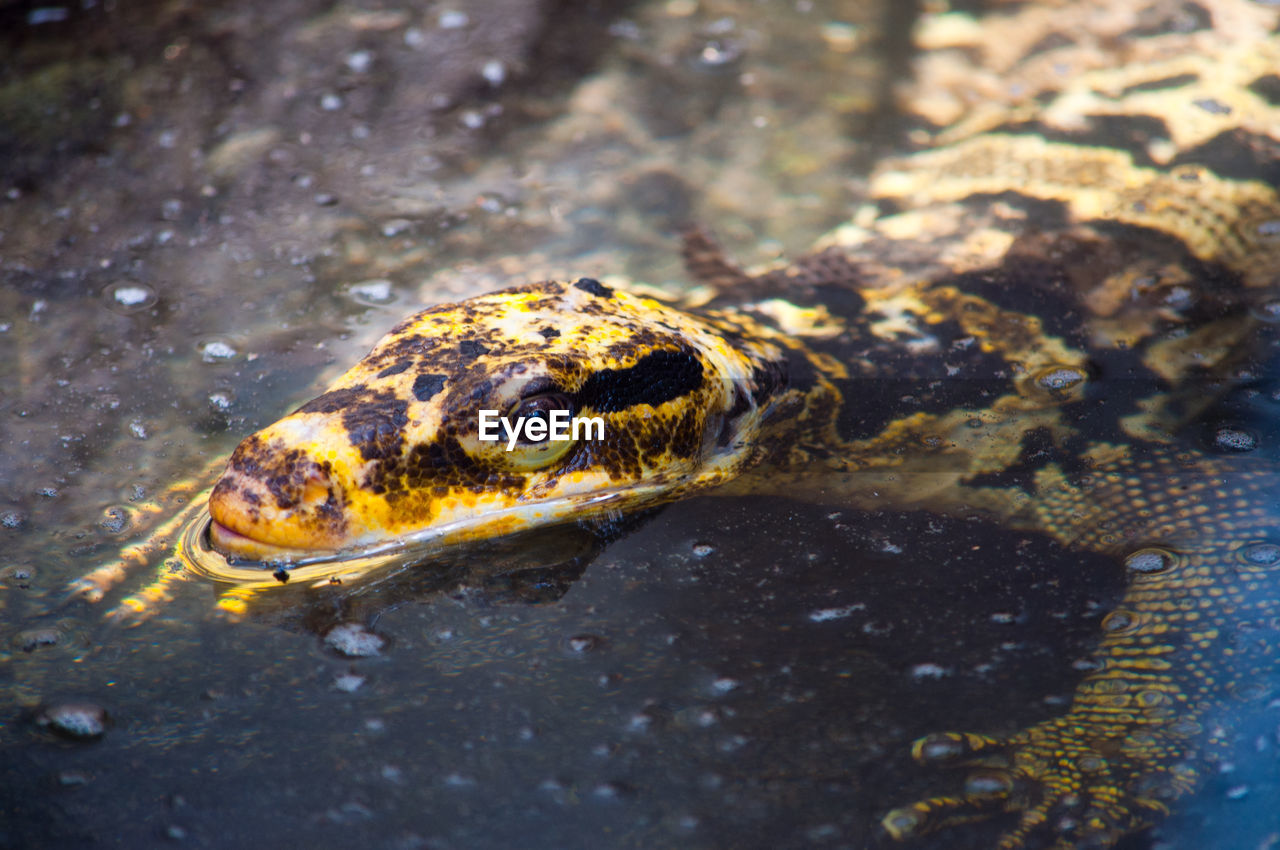 Close-up of turtle in sea