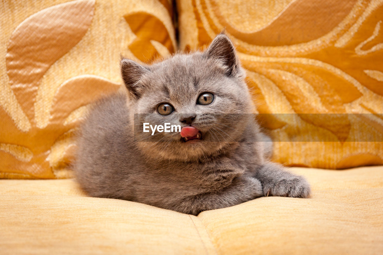 Cute blue british kitten lying on the couch with his tongue out