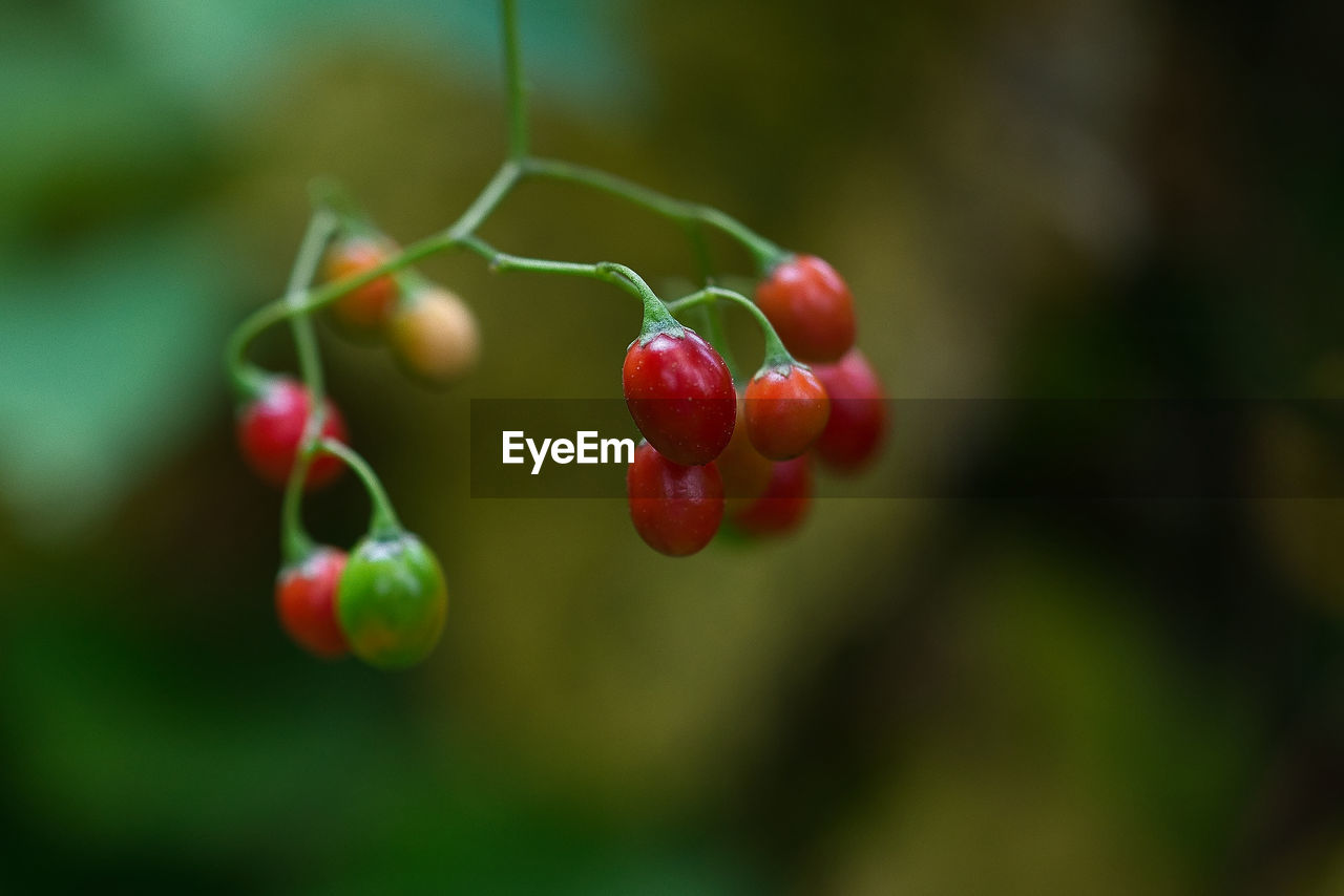 Close-up of red berries growing on plant