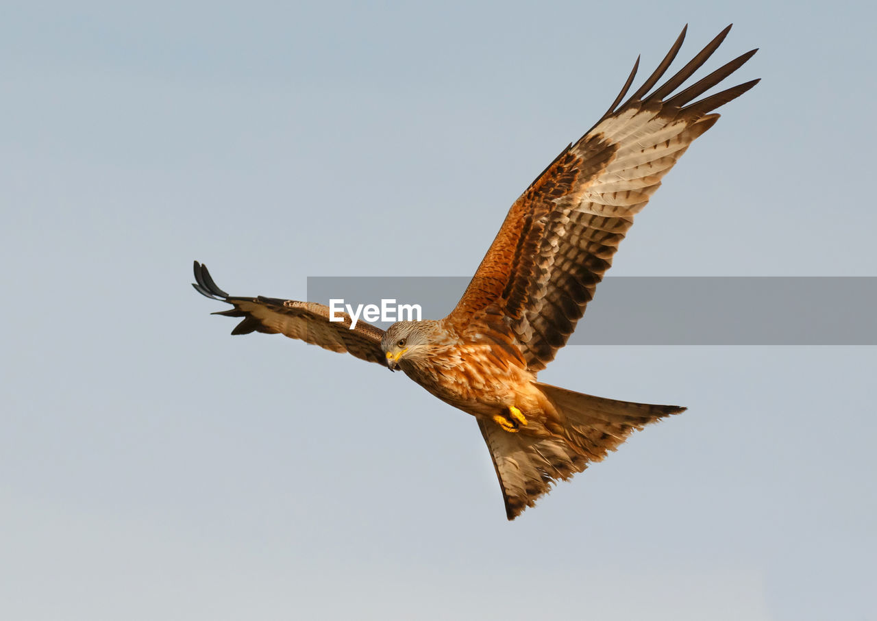 LOW ANGLE VIEW OF EAGLE FLYING