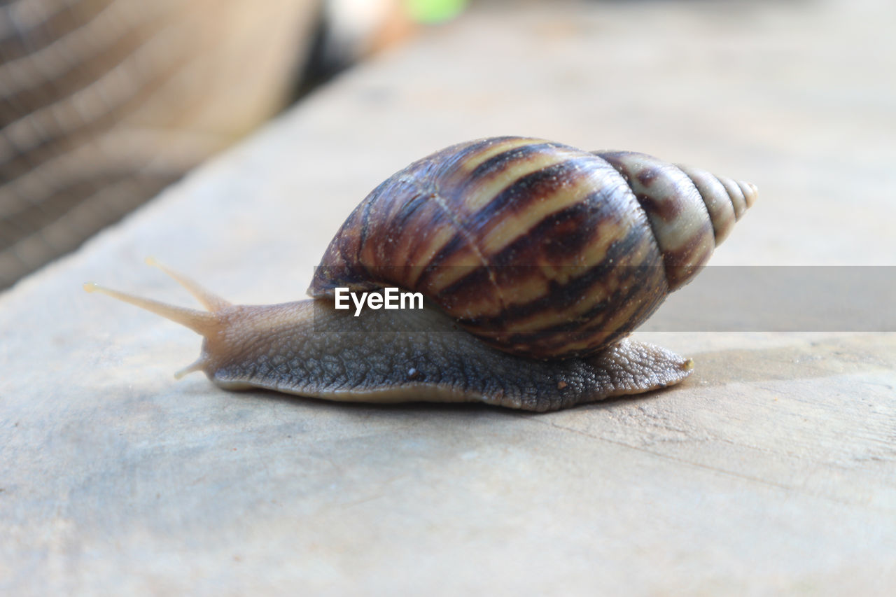 Snails walking on the cement floor, slow down.