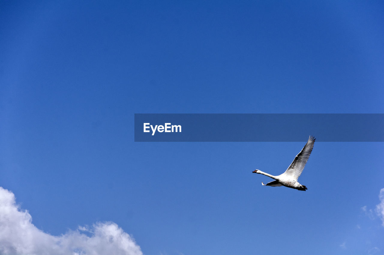 LOW ANGLE VIEW OF SEAGULL FLYING AGAINST CLEAR BLUE SKY