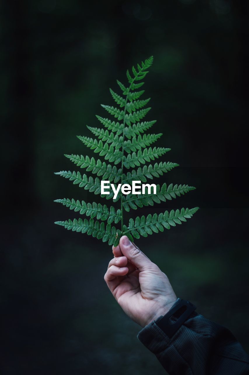 Cropped hand holding ferns