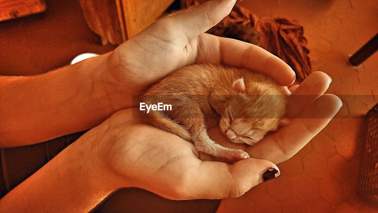 CLOSE-UP OF HAND HOLDING RABBIT ON FINGER