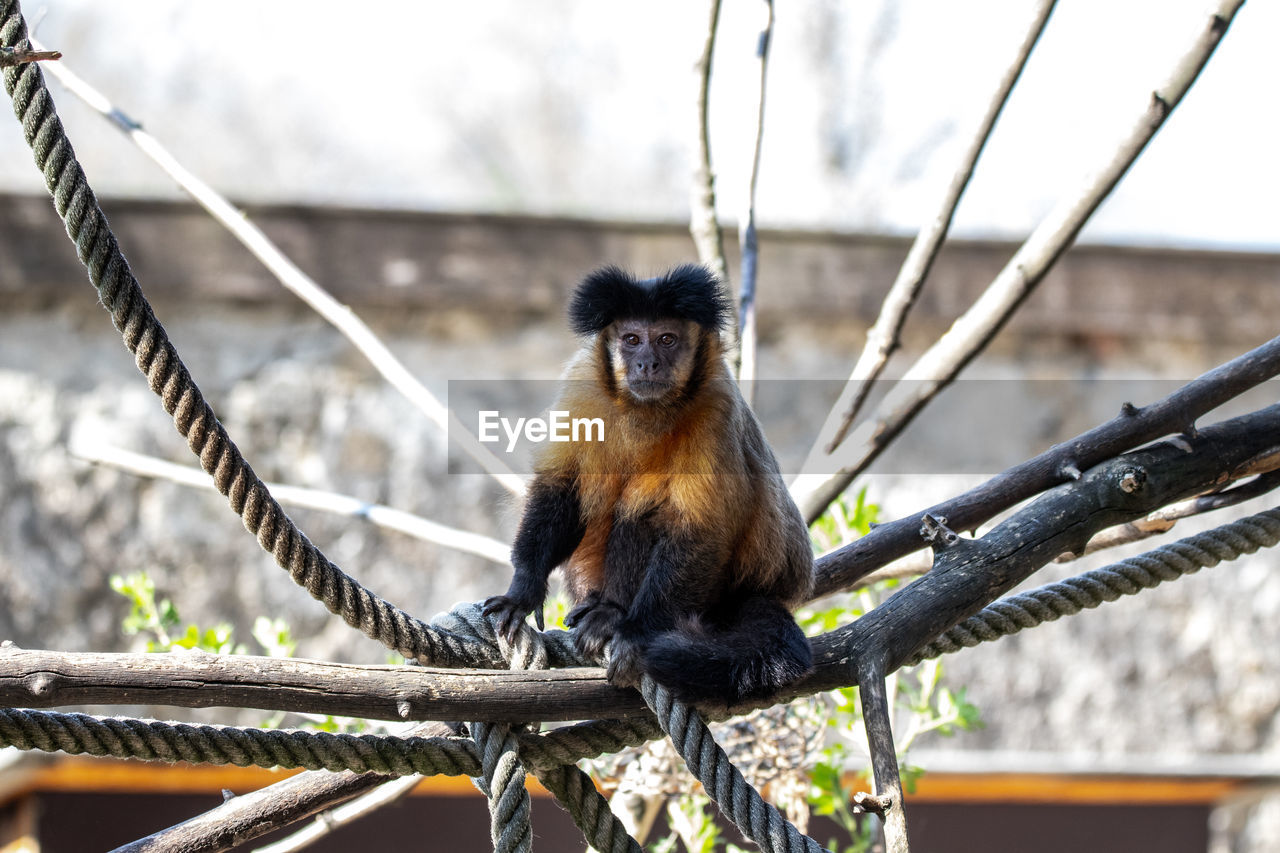 MONKEY SITTING ON TREE BRANCH