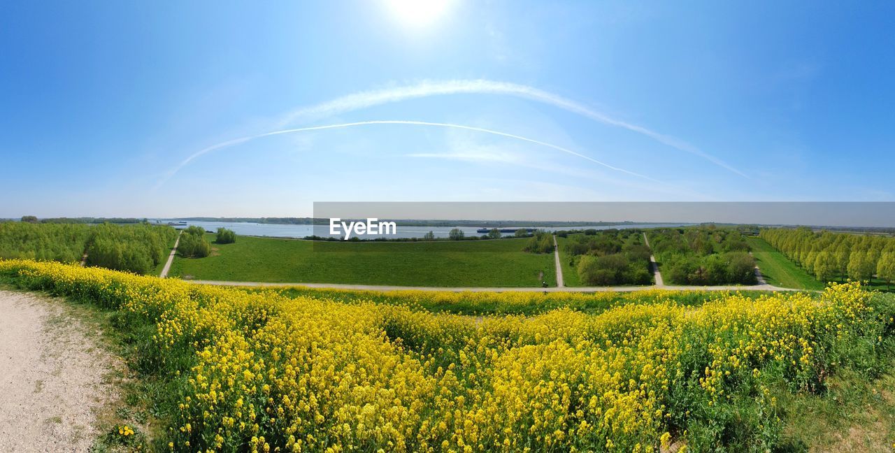 SCENIC VIEW OF YELLOW FLOWERS GROWING ON FIELD