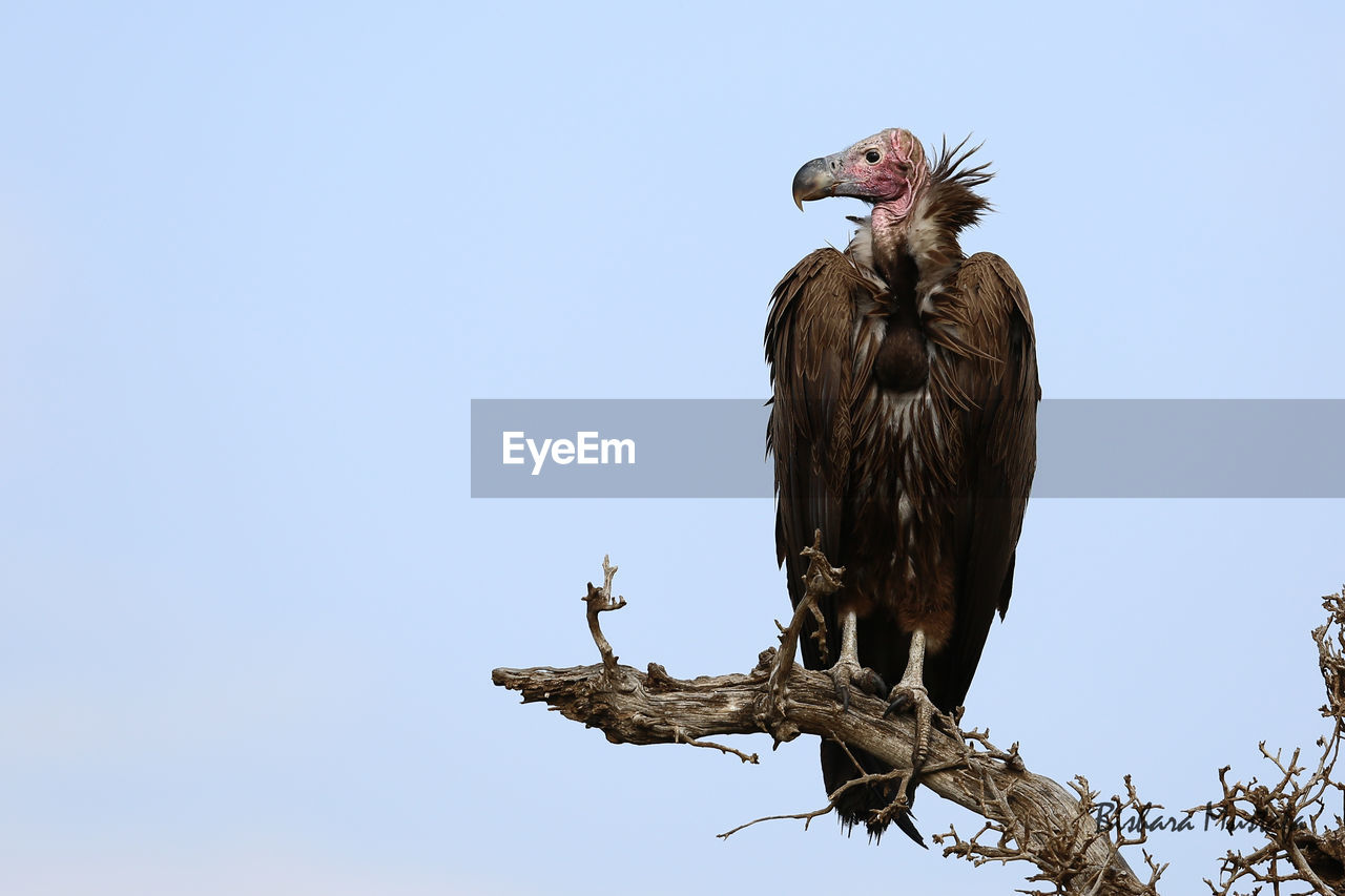 Low angle view of vulture perching on tree against clear sky