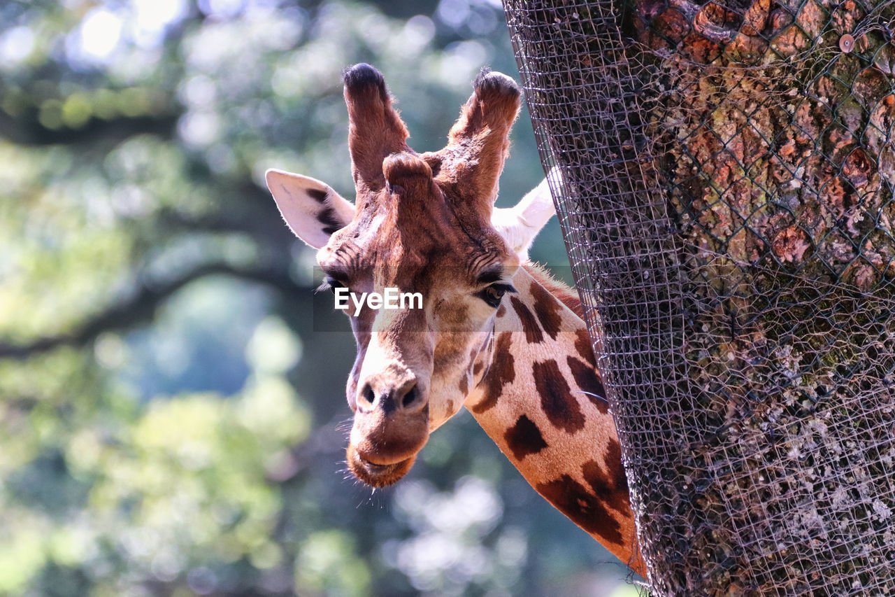animal, animal themes, wildlife, giraffe, one animal, mammal, animal wildlife, animal body part, tree, no people, nature, domestic animals, day, outdoors, animal head, focus on foreground, plant, portrait, animal markings, zoo, spotted, close-up, brown