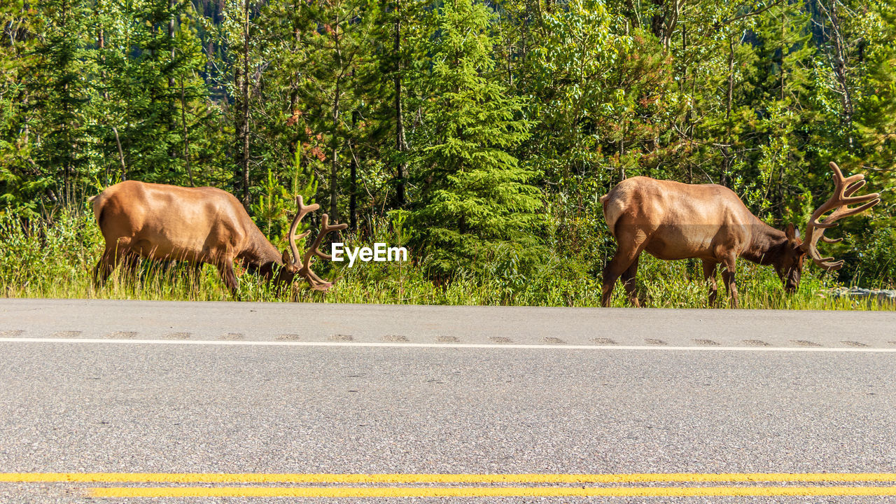 Horse grazing on road against plants