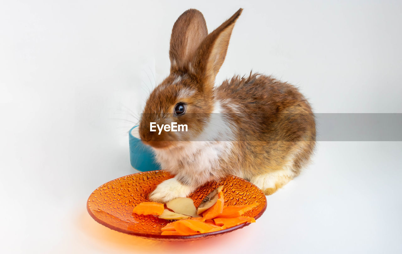 The red rabbit is sitting and eating carrots from an orange plate.isolated on a white background