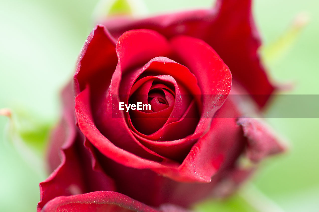 CLOSE-UP OF ROSE BOUQUET