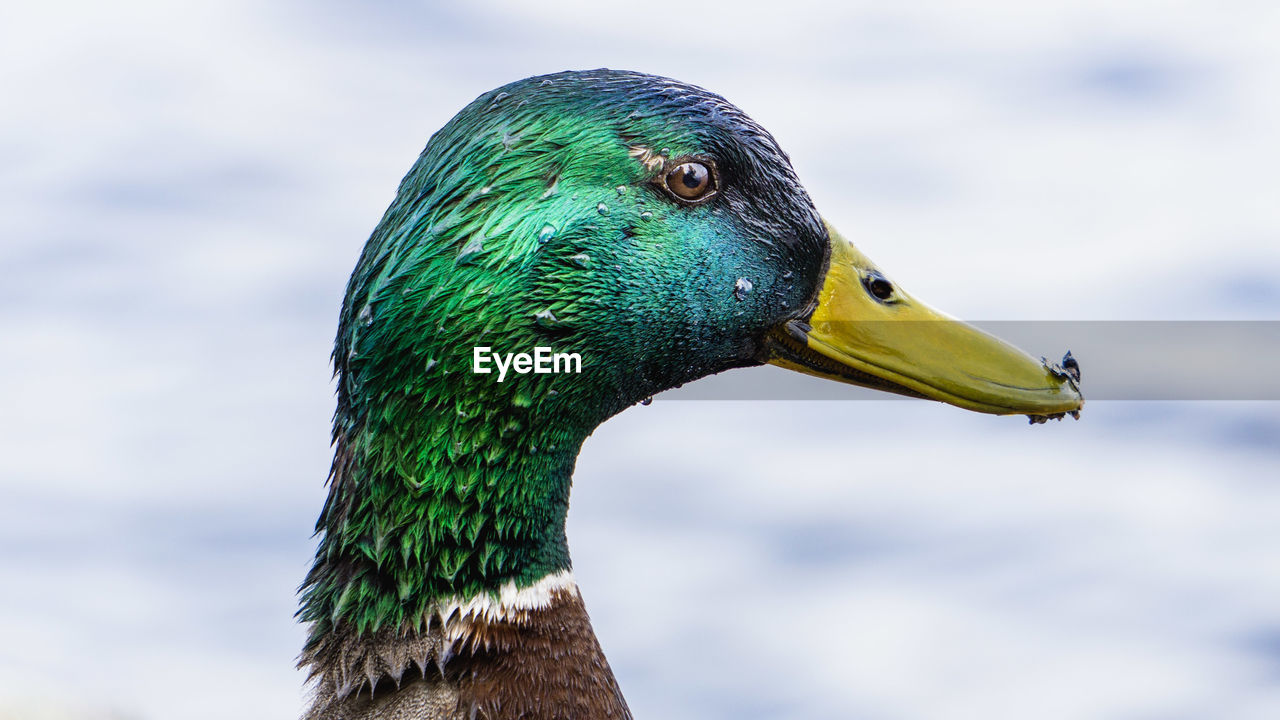 Close-up of a bird