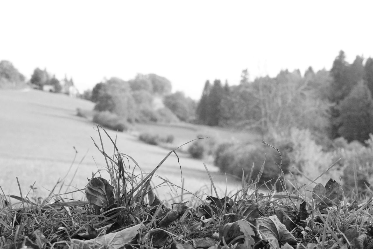 plant, black and white, nature, grass, land, sky, landscape, environment, tree, tranquility, monochrome photography, no people, day, monochrome, field, tranquil scene, scenics - nature, beauty in nature, non-urban scene, growth, outdoors, focus on foreground, clear sky, rural scene, forest, copy space, rural area