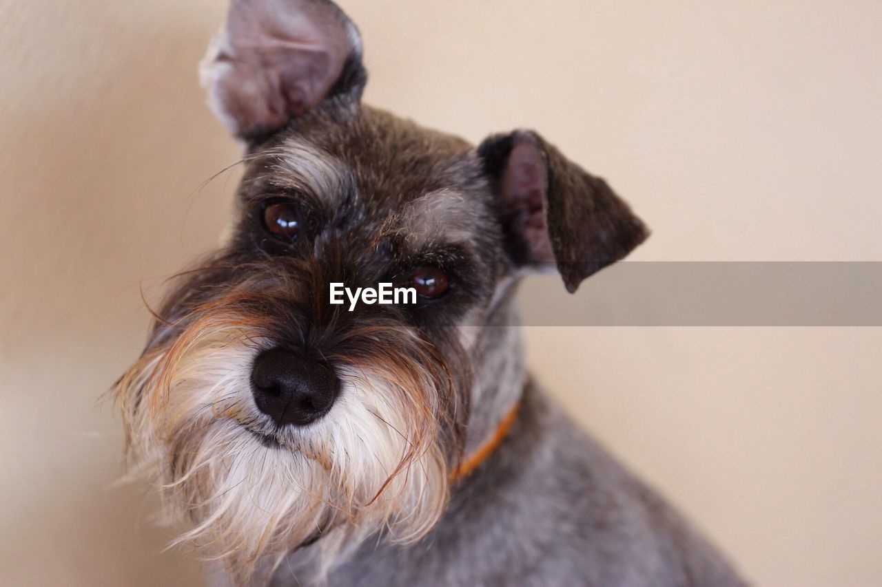 Close-up portrait of a dog over white background