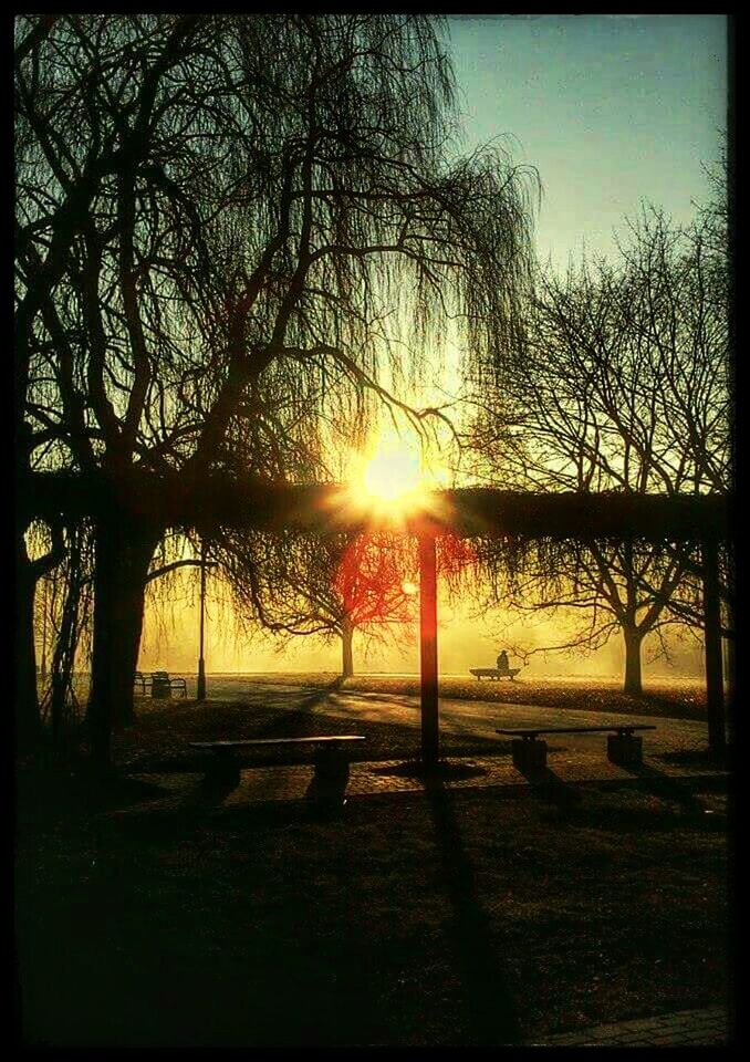 SUN SHINING THROUGH TREES