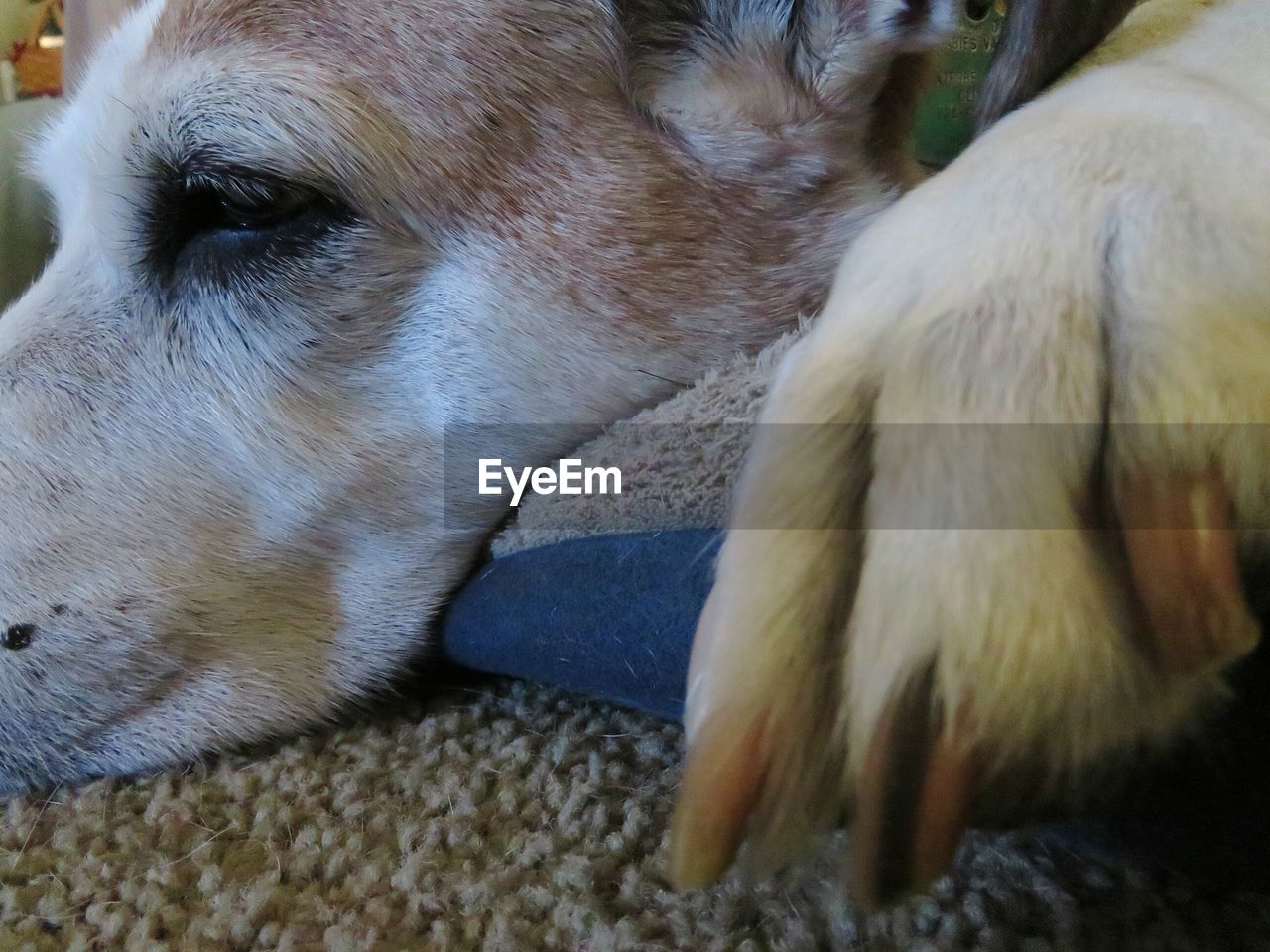 CLOSE-UP OF DOG STICKING OUT TONGUE OUTDOORS