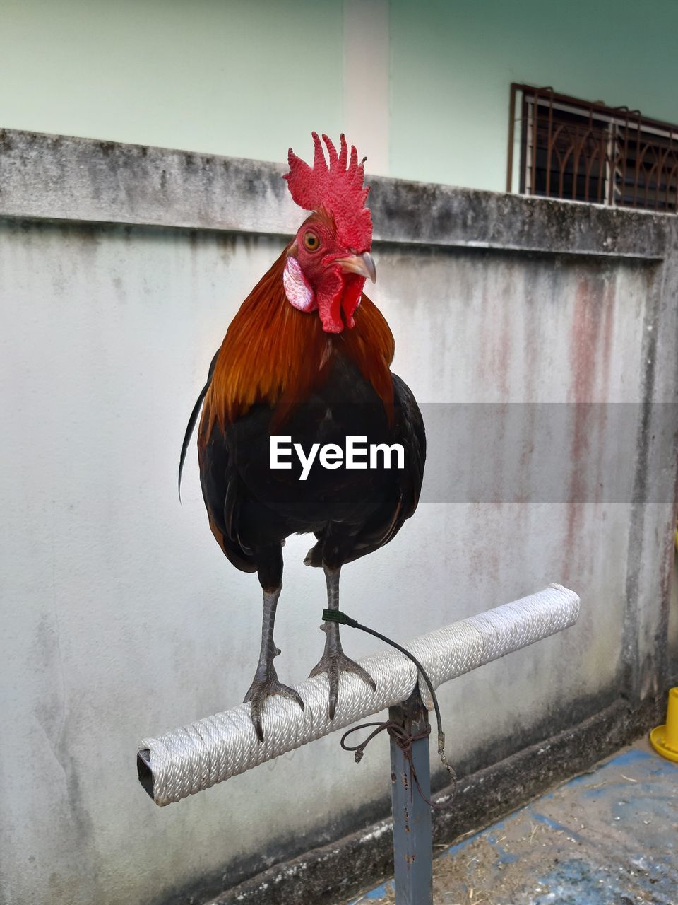 CLOSE-UP OF A ROOSTER ON WALL