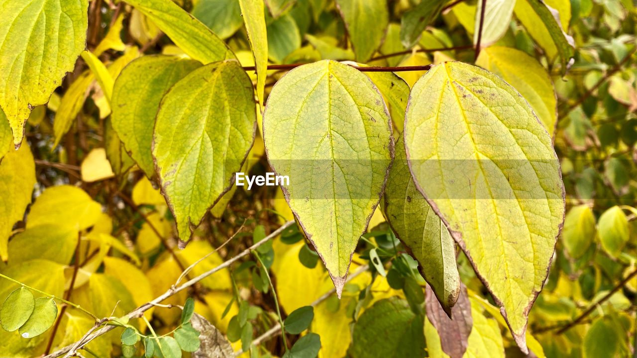 CLOSE-UP OF FRESH GREEN LEAVES WITH PLANT