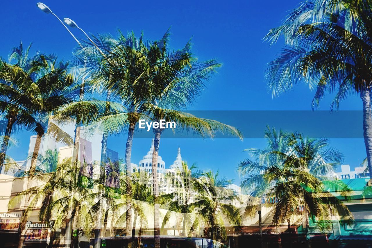 LOW ANGLE VIEW OF PALM TREES AGAINST SKY