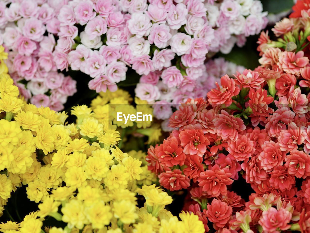 flower, flowering plant, plant, freshness, beauty in nature, fragility, flower head, nature, inflorescence, growth, pink, close-up, petal, no people, full frame, day, abundance, shrub, outdoors, backgrounds, springtime, multi colored, high angle view, yellow, bunch of flowers, blossom