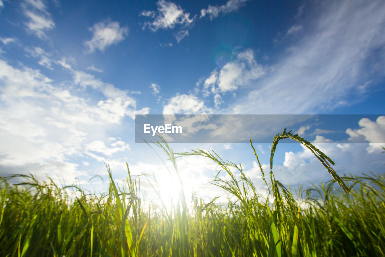 Close-up of fresh plants in field against sky