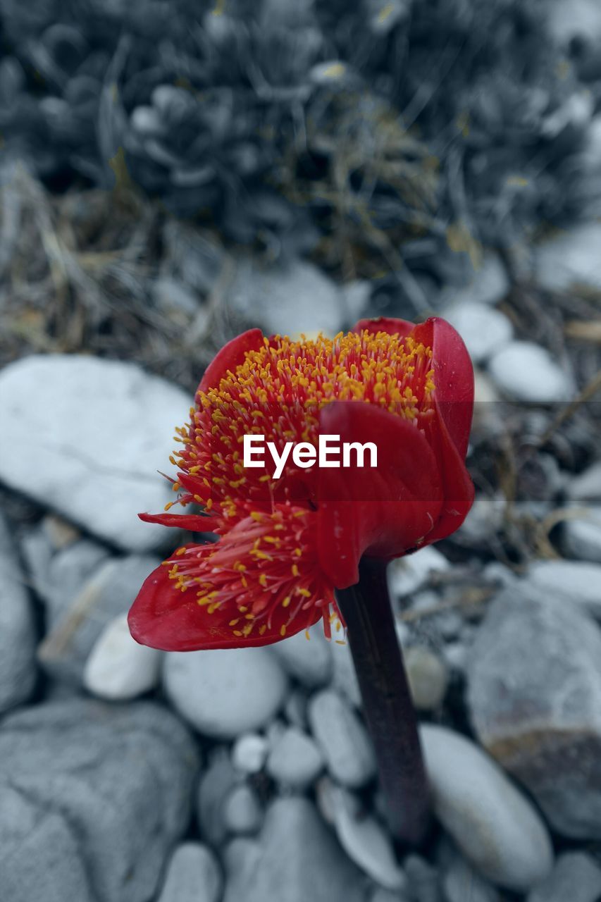 CLOSE-UP OF RED FLOWERS