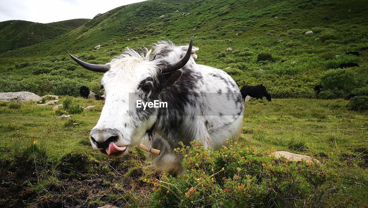 Cow standing on field