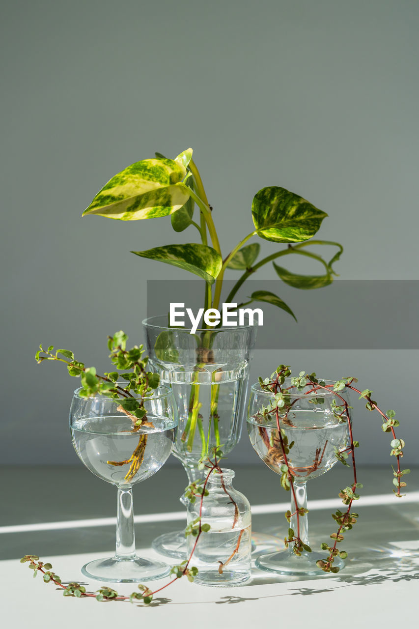 Young sprouts of epipremnum aureum, pilea libanensis, ficus pumila in glass jar over gray wall