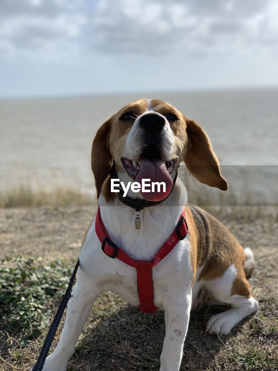 DOG ON BEACH