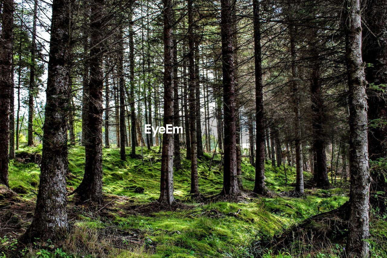 Trees in forest