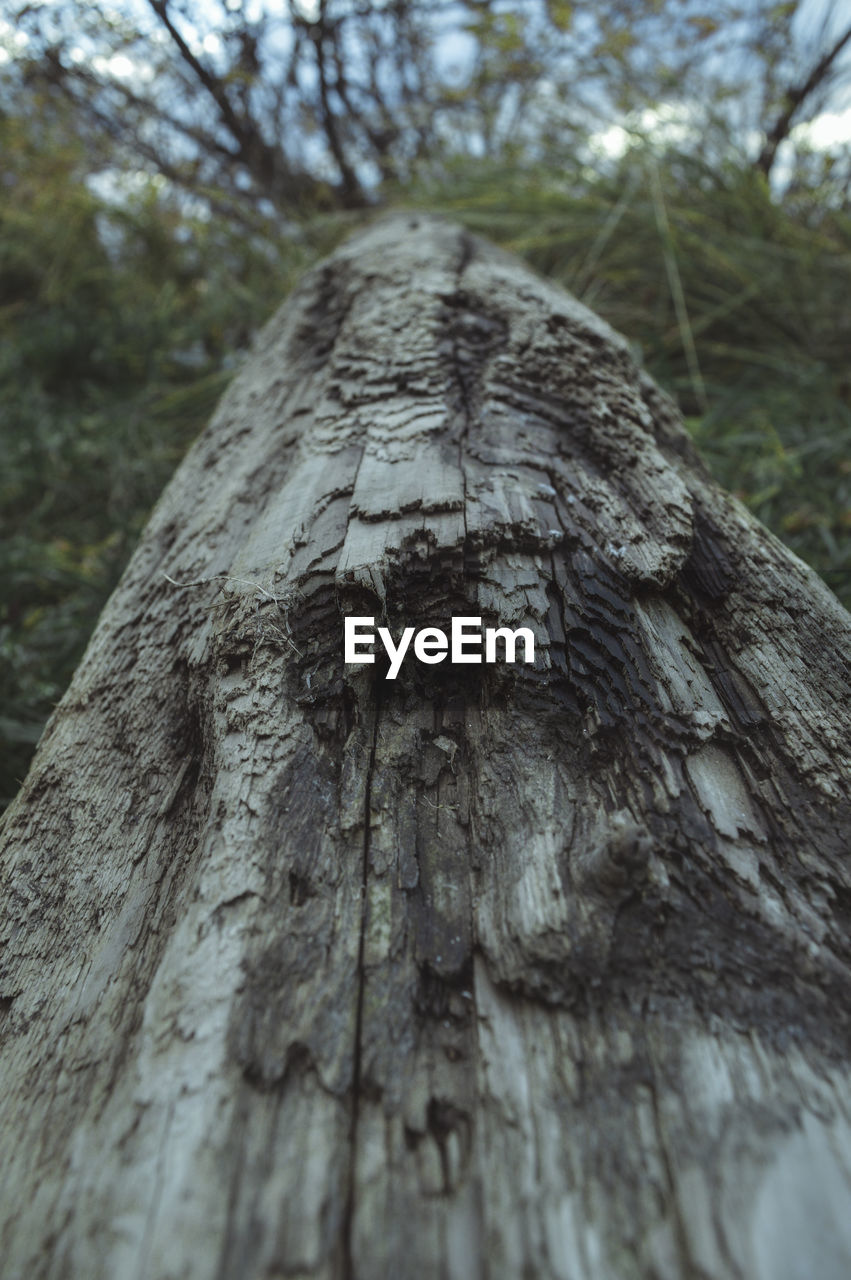 CLOSE-UP OF TREE TRUNK ON WOOD