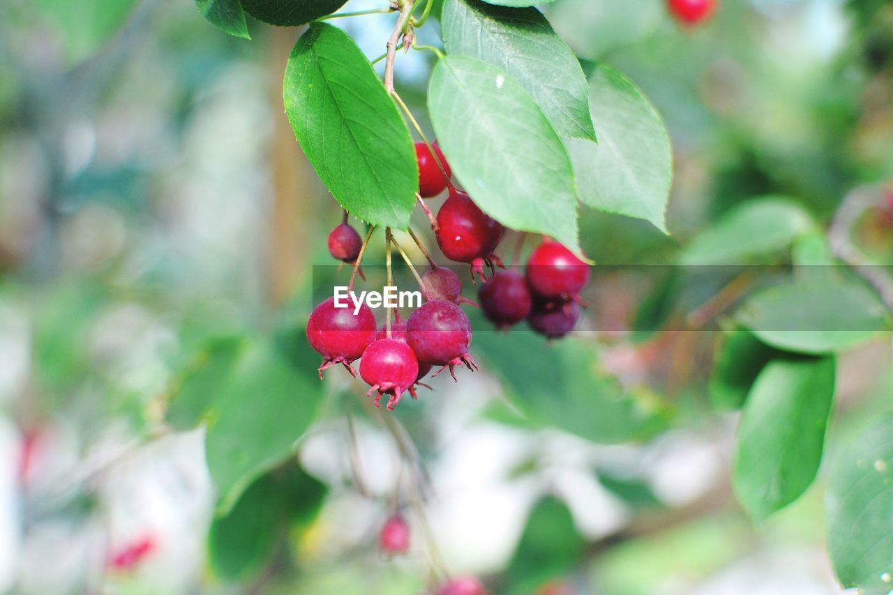 Close-up of berries growing on plant