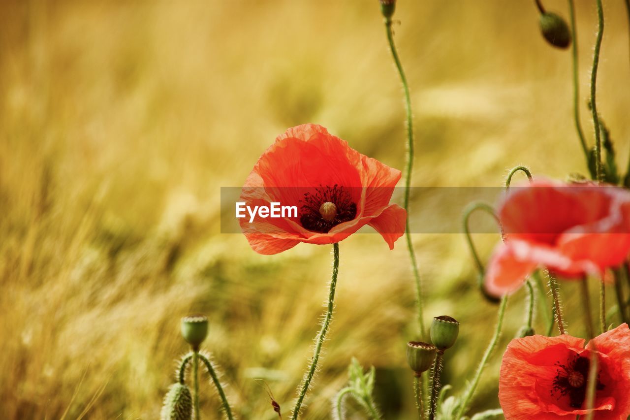 CLOSE-UP OF RED POPPIES ON FIELD