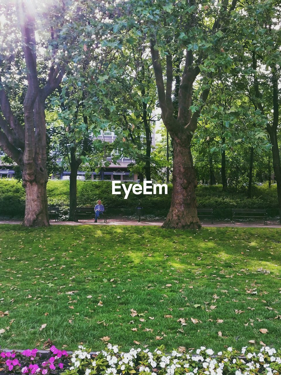 VIEW OF TREES IN PARK