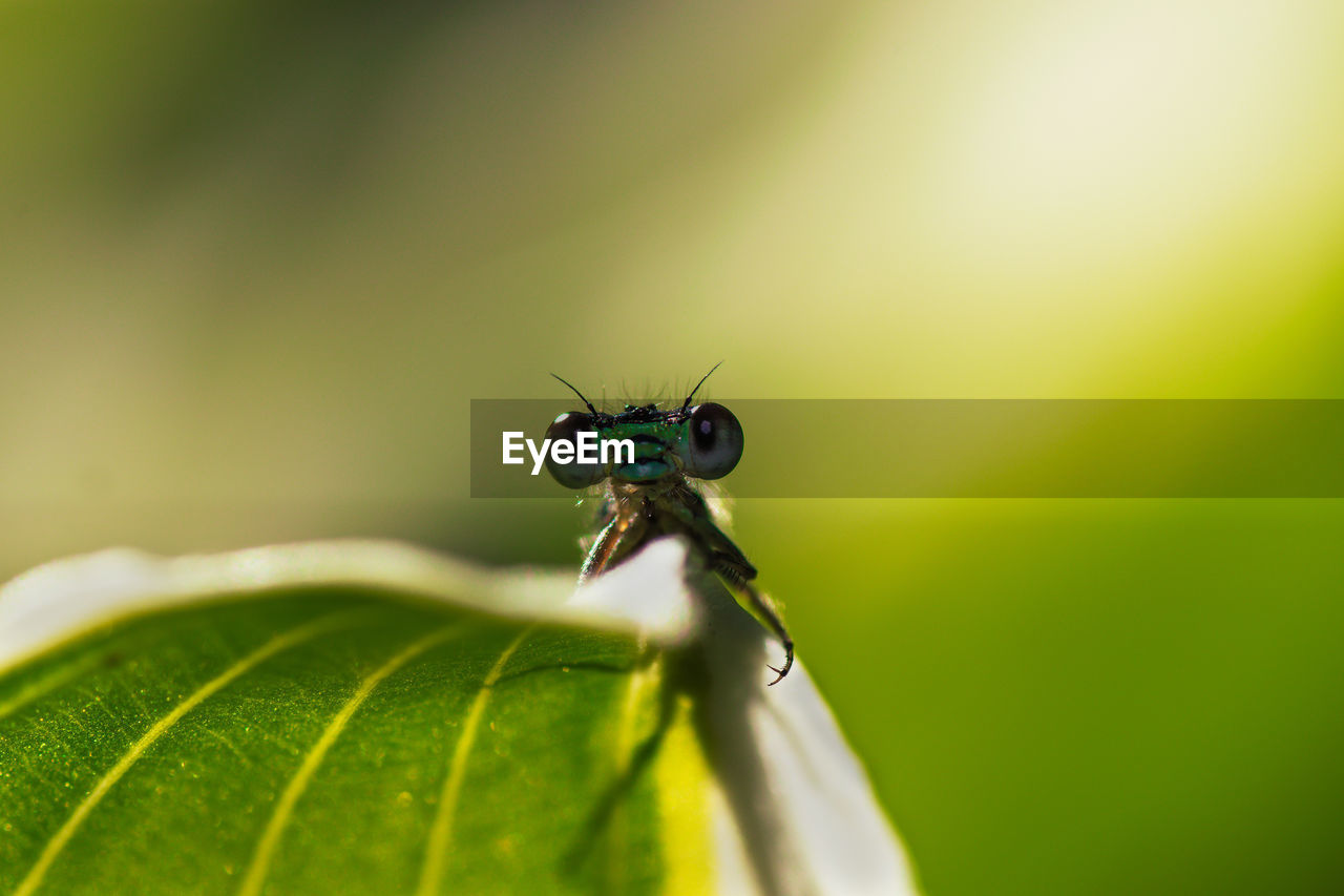 Close-up of insect on leaf