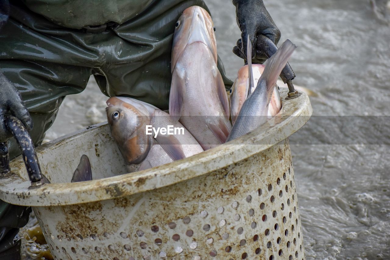 Midsection of man with fishes in river