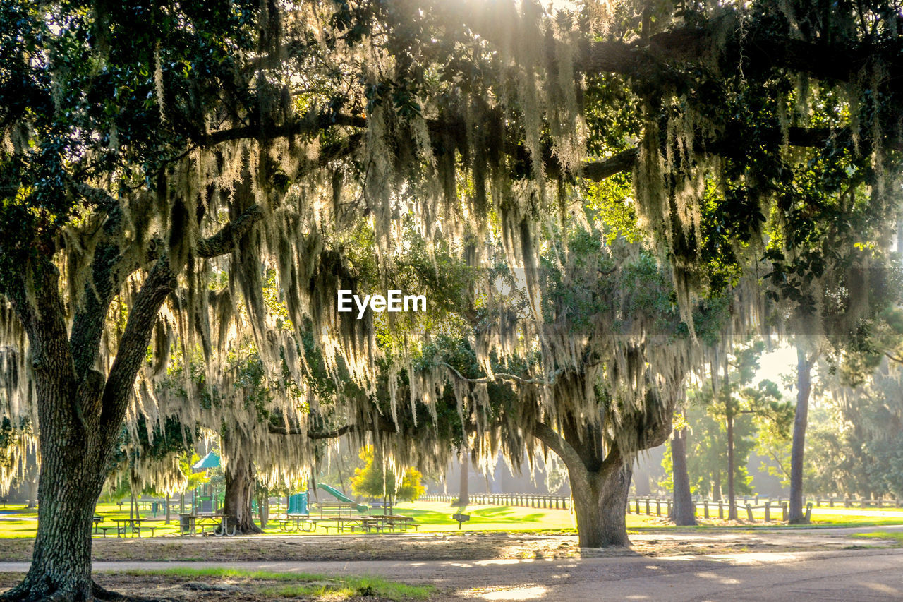 VIEW OF TREES IN SUNLIGHT