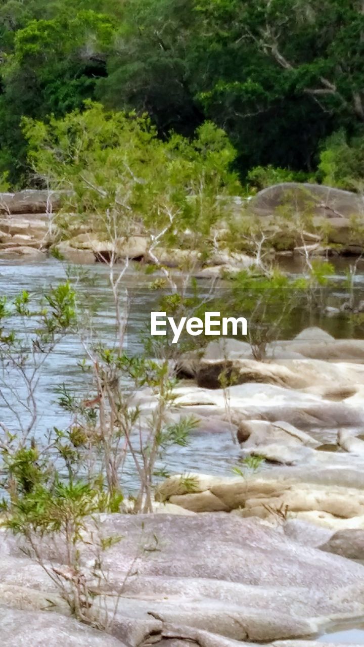 BIRD IN WATER