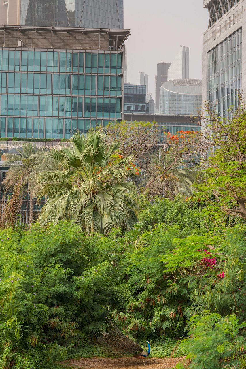 Peacock in the park with dubai skyline on the background