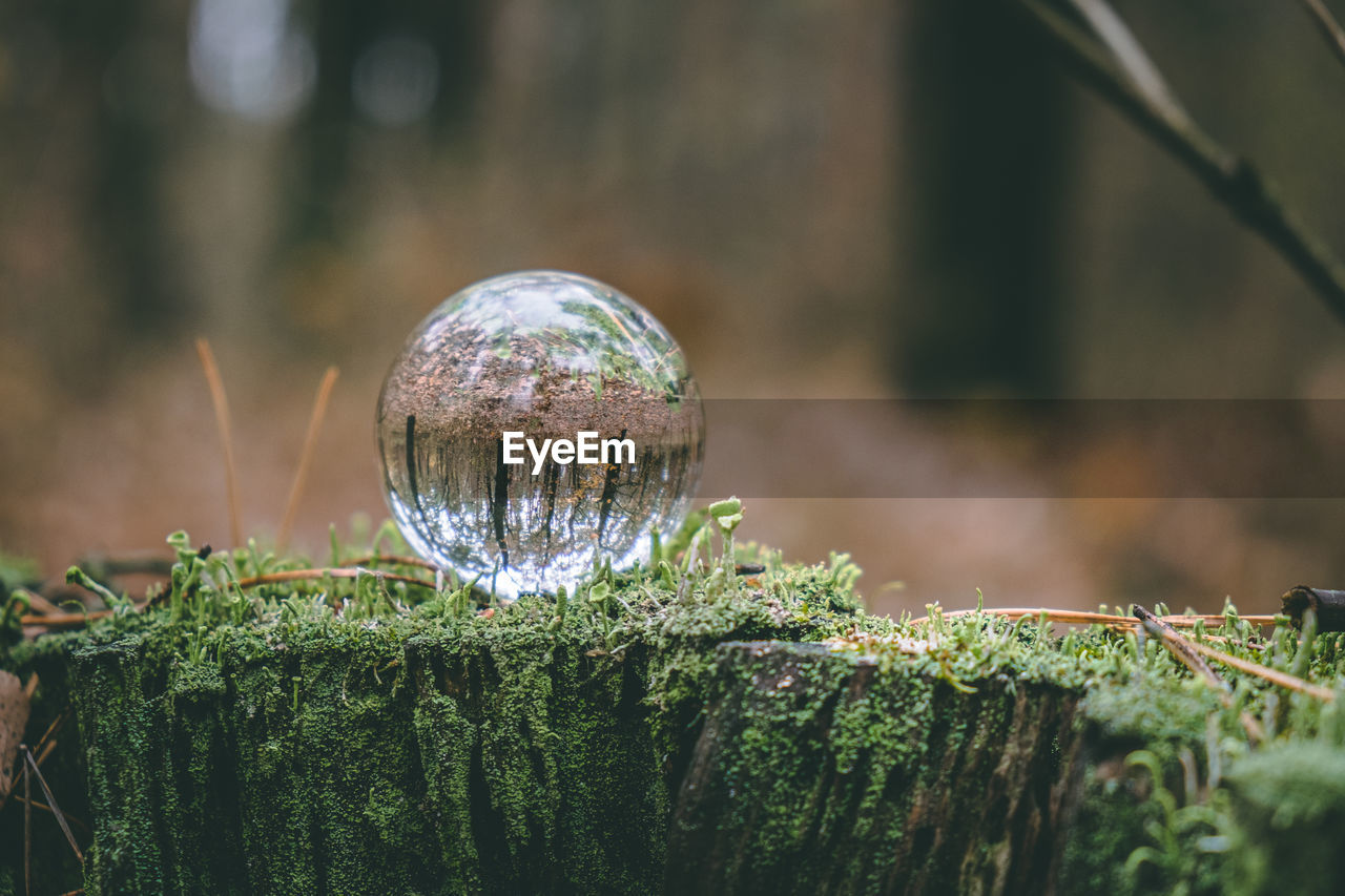 Glass transparent ball on a stump overgrown with moss. planet earth protection concept