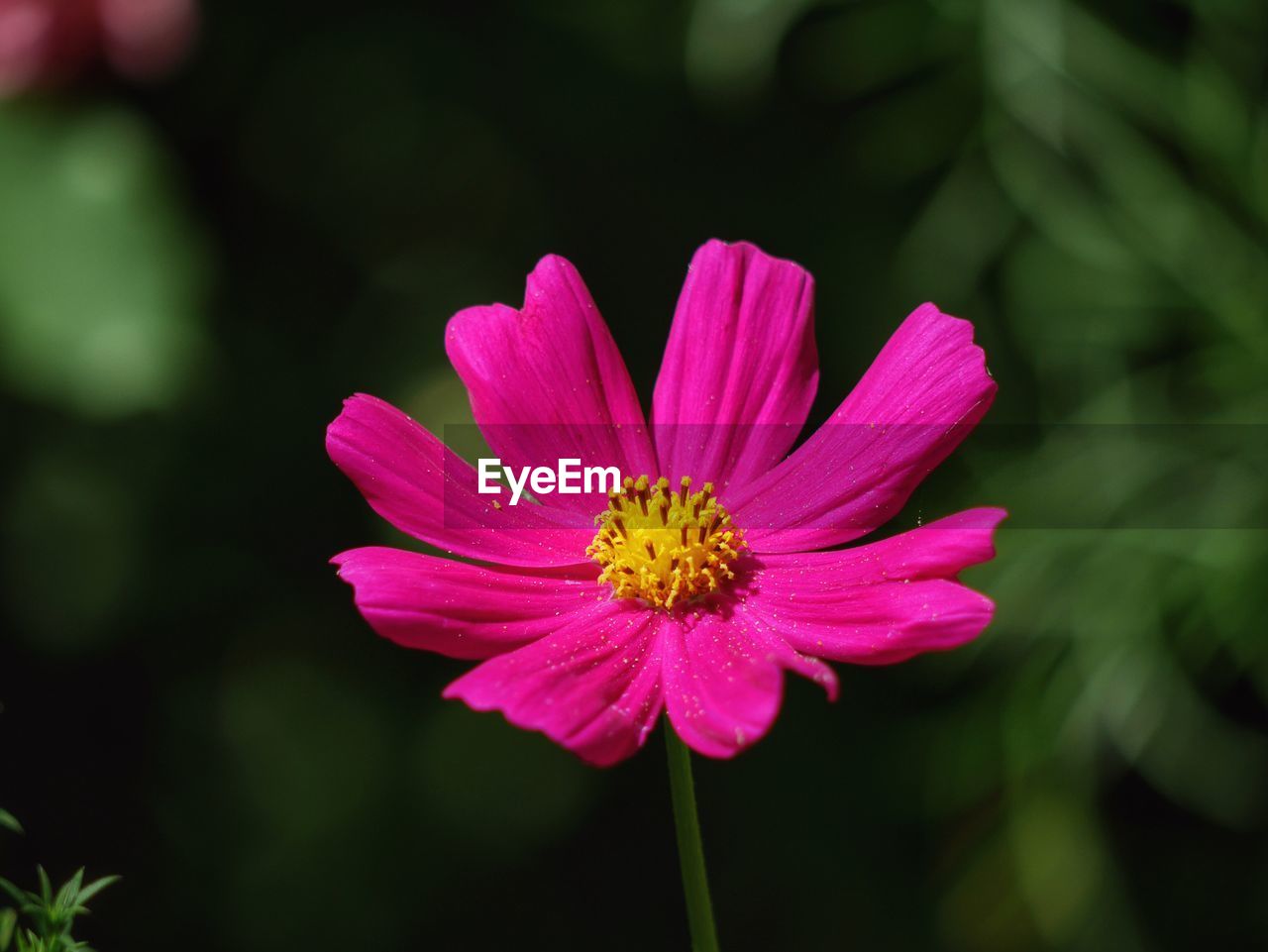 CLOSE-UP OF PINK COSMOS FLOWER AGAINST BLURRED BACKGROUND