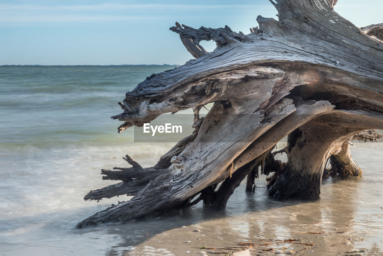 Driftwood on beach