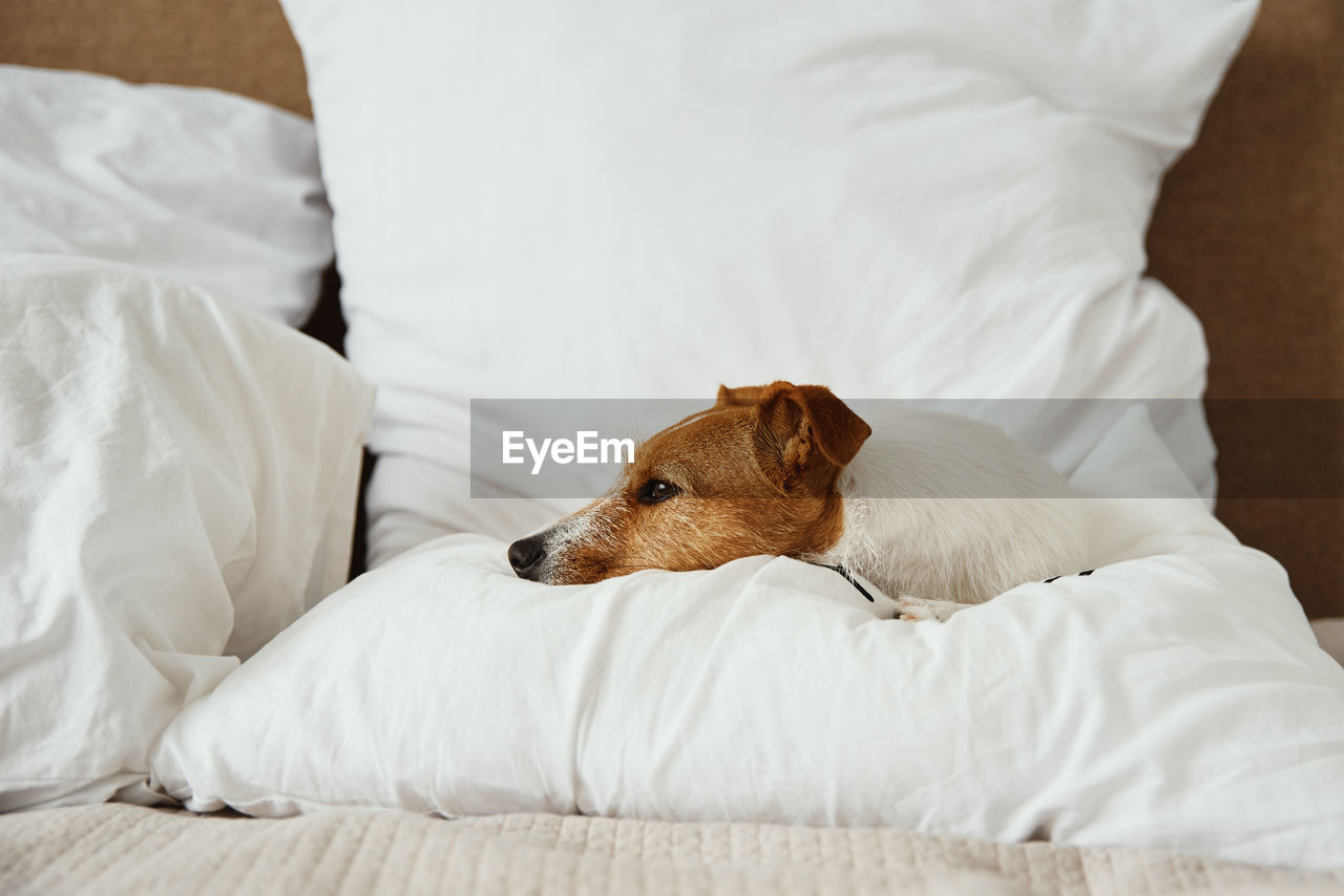 Dog sleeping and resting at the bed.