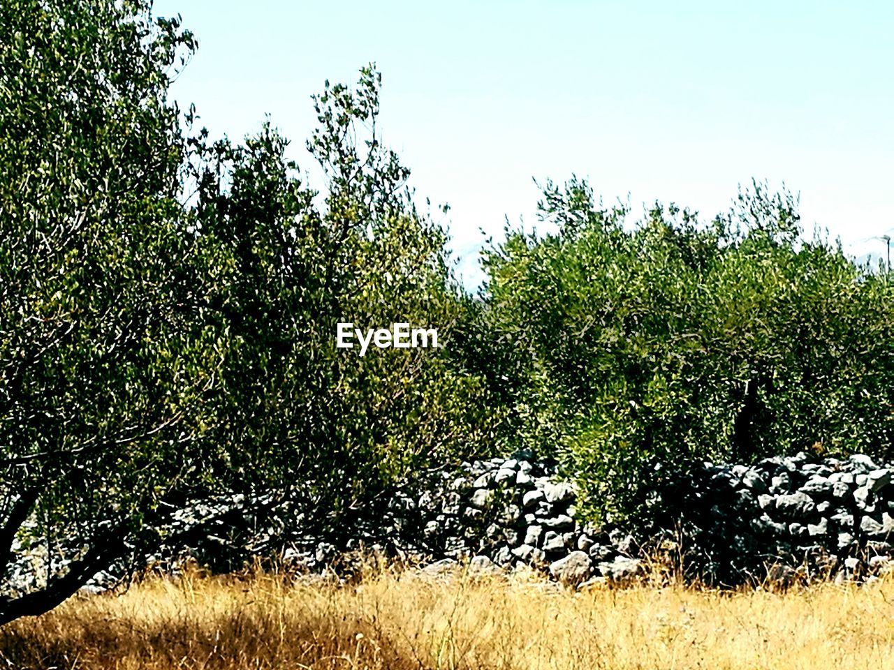 TREE GROWING IN FIELD AGAINST SKY