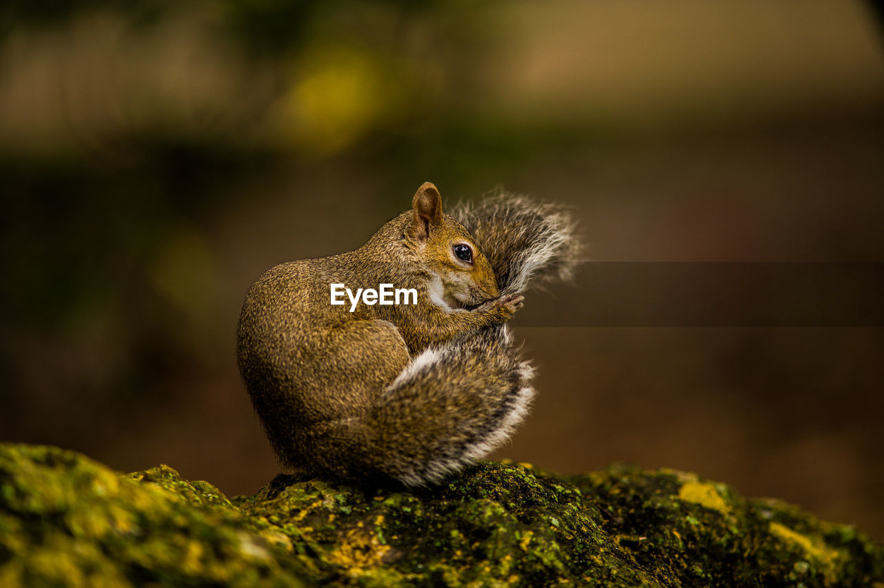 Squirrel sitting on rock