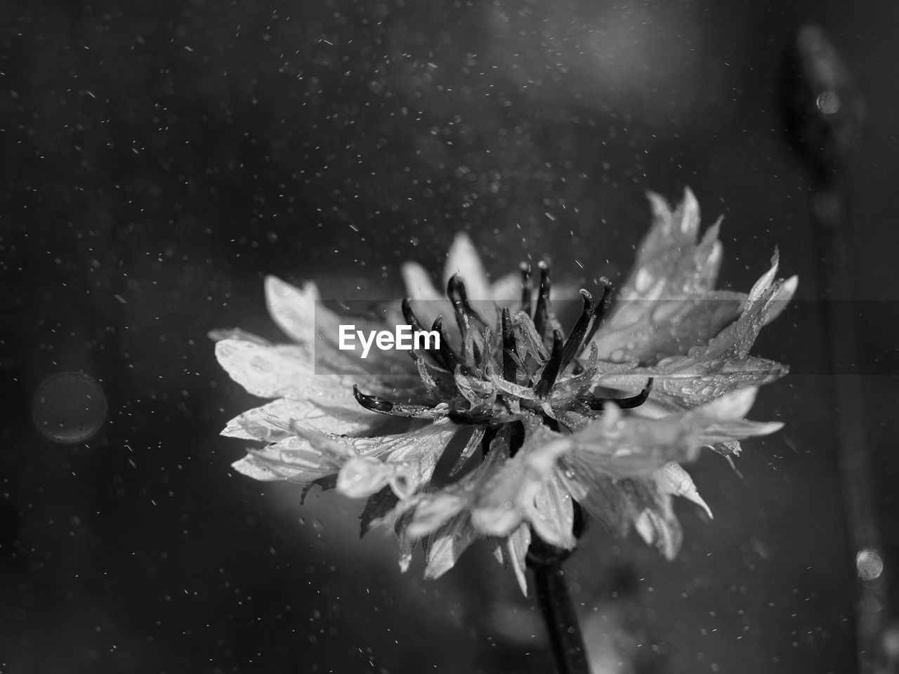 Close-up of raindrops on flower