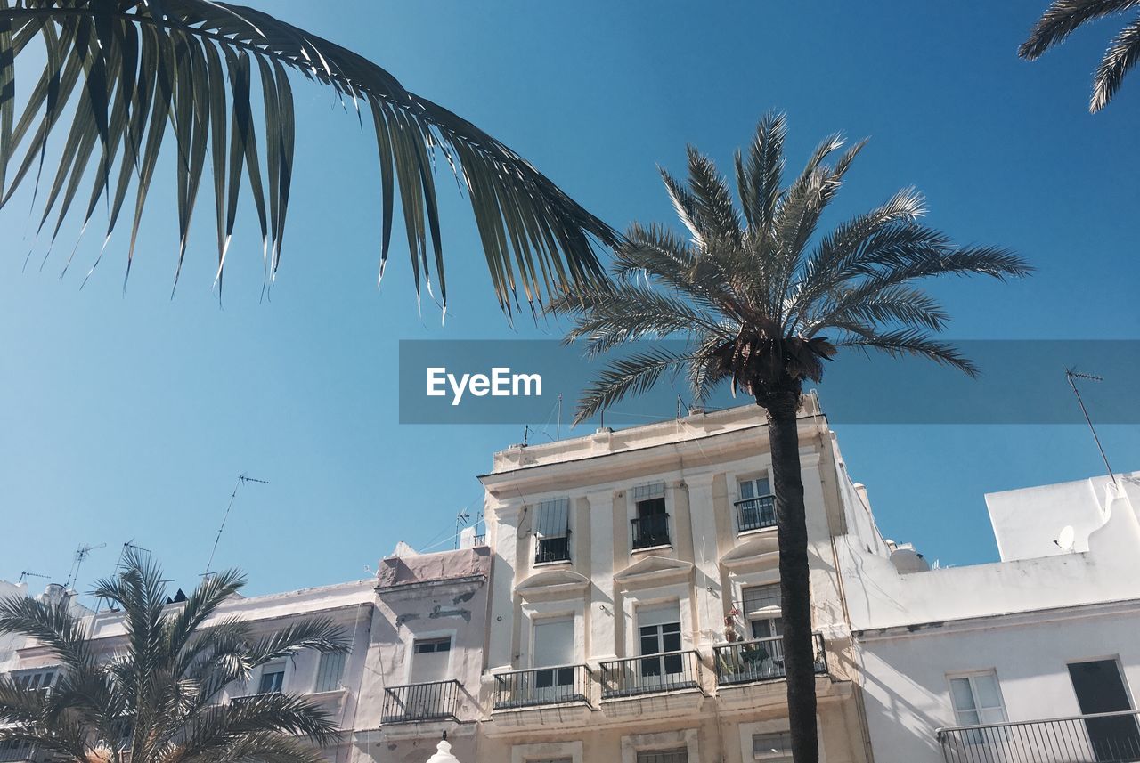 Low angle view of palm trees against blue sky