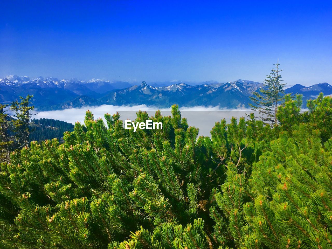 Scenic view of pine trees against blue sky