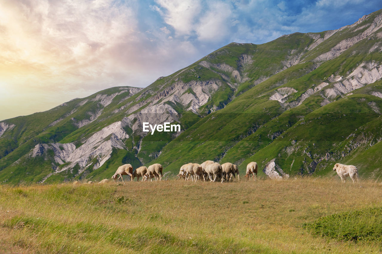 Sheep grazing with the shepherd dog watching them abruzzo