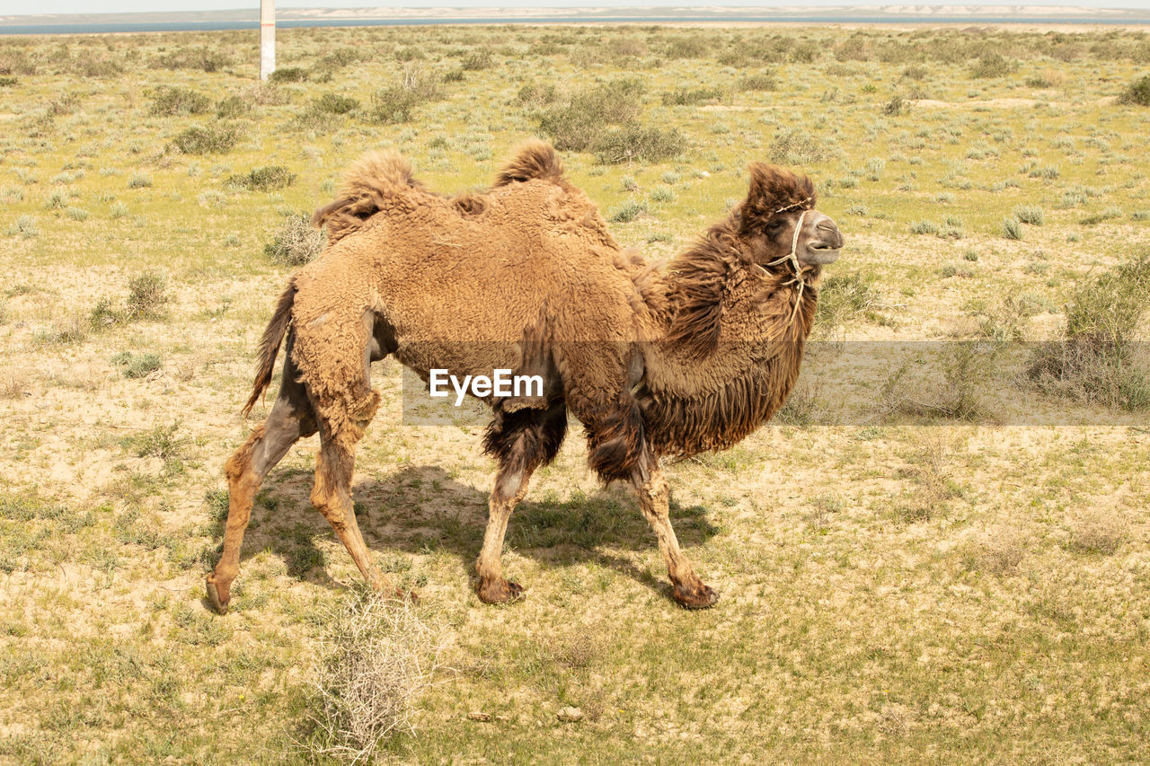 Wild camel standing to eat hay on a meadow .the most grueling animal in the world